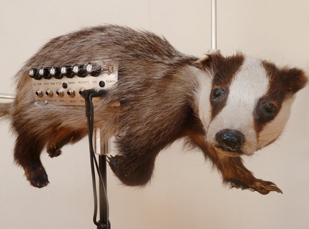عکسی از ساز Badgermin